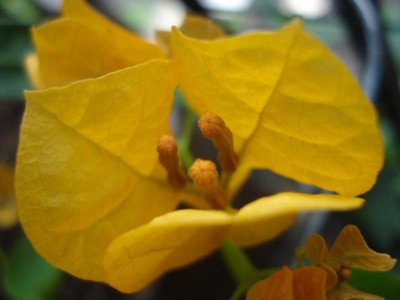 Bougainvillea_orange_2.JPG