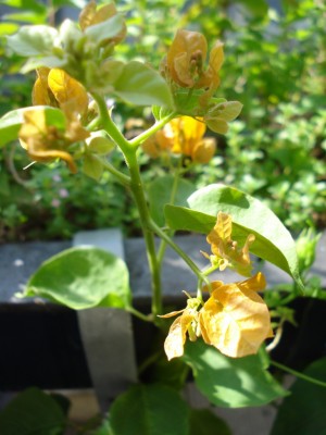 Bougainvillea_orange_1.JPG