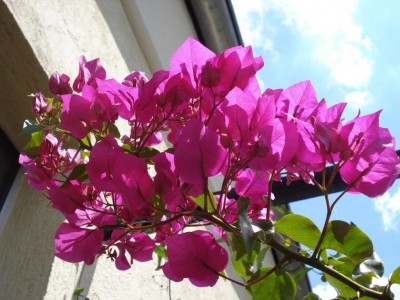 Bougainvillea_1.JPG