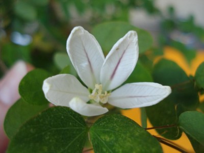 Bauhinia_blüte.JPG