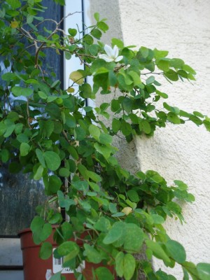 Bauhinia_1.JPG