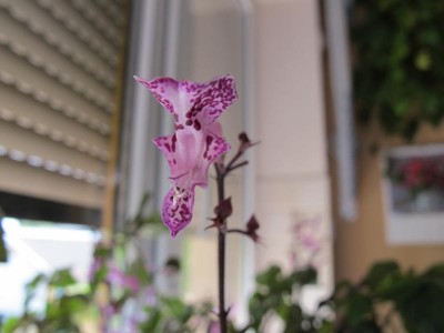 Kapengel-Plectranthus hilli-Habr..JPG