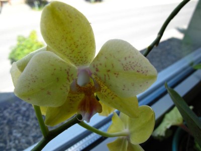 Phalaenopsis-.JPG