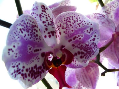 Phalaenopsis.JPG