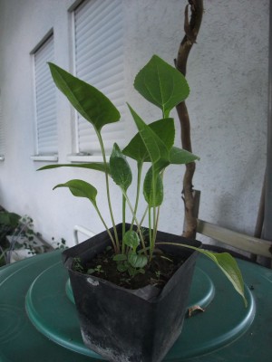 DSCF1836.JPG