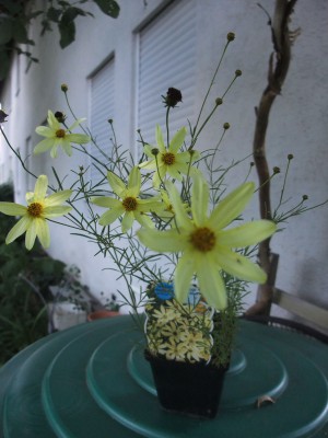 DSCF1834.JPG
