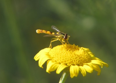 Sphaerophoria-scripta.JPG