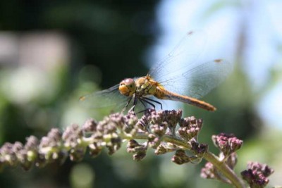 Libelle.JPG