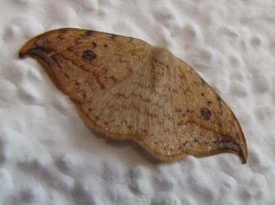 Drepana falcataria4.JPG