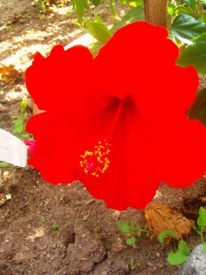 100D9950.JPG