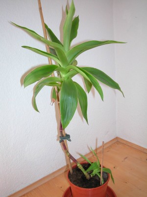 Pflanzen 2010 749.jpg