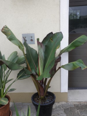 maurellii-neue-18.07.2010.jpg