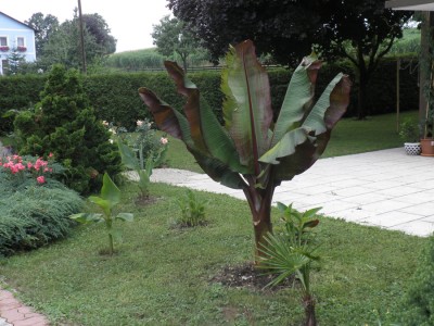 Maurellii-gross-18.07.2010.jpg