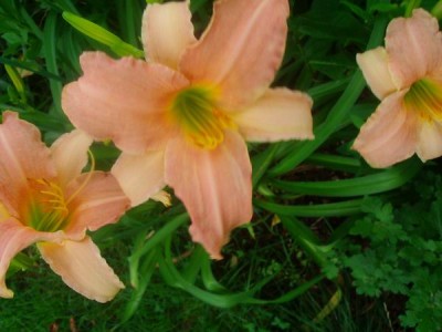 100D9980.JPG