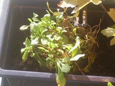 Bellis.jpg