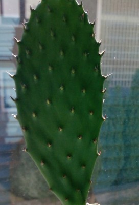 P1736_21-07-10.JPG