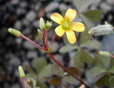 oxalis_flower_cluster_750[1].jpg