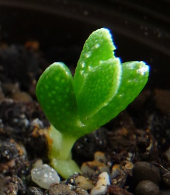 P1070221b.jpg