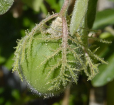 frucht_foetida.jpg