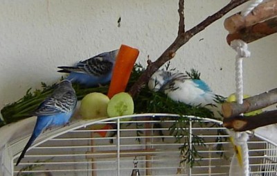 baden5.JPG