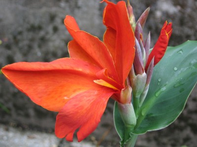 Canna 016.jpg