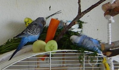 baden3.JPG