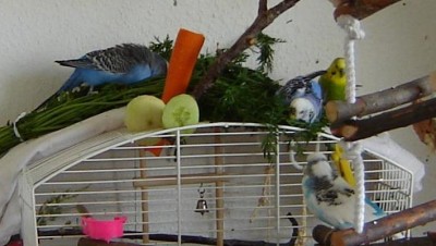 baden2.JPG