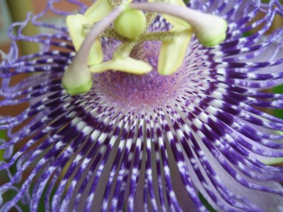 'Fata Confetto'2.jpg