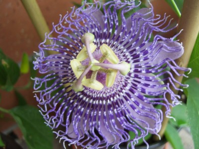'Fata Confetto'.jpg
