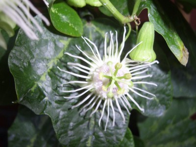 SV100487.jpg