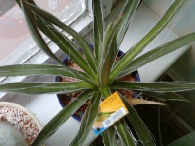 P1950_23-07-10.JPG
