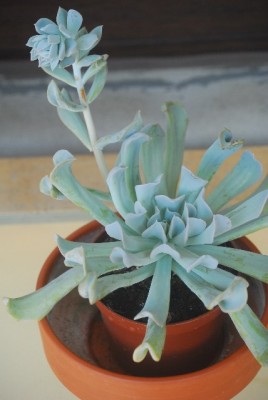 echeveria 006YY.jpg
