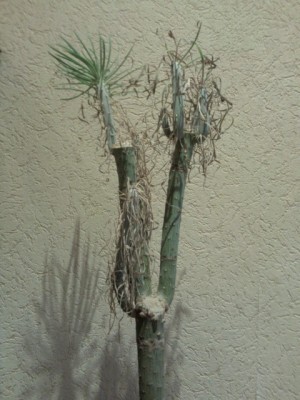 Foto0574a.jpg