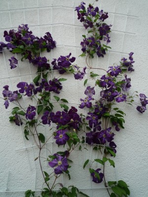 Clematis Tuczka 1.JPG