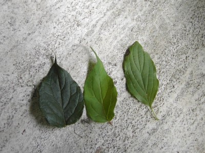 1.gesuchtes älteres Blatt 2. junges Blatt 3. Hartriegel.JPG