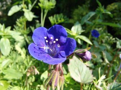 welche-Blume.JPG