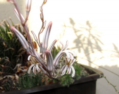#Haworthia-fasciata.JPG
