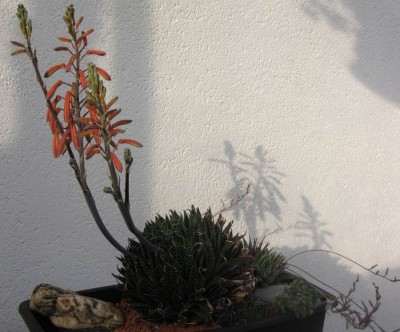 #Aloe-aristata-u-Haworthia.JPG