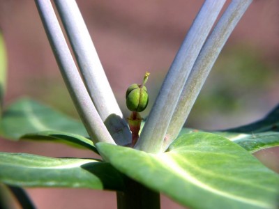 #Euphorbia lathyris-43-2.JPG