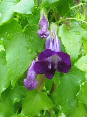 rankendes Löwenmäulchen.JPG