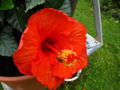 Hibiskus mit Schwebefliege.JPG
