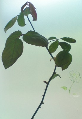 rose4.jpg