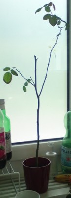 rose2.jpg