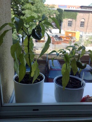 25072010268.jpg