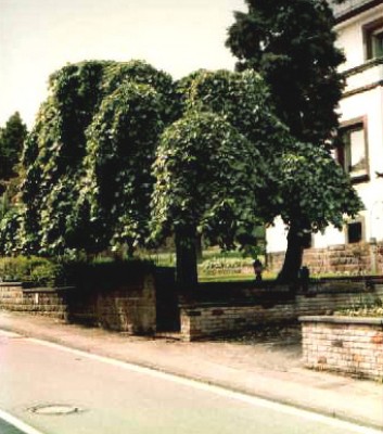 Ulmus glabra Pendula.jpg