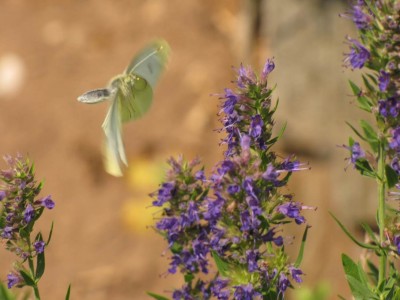 Grosser-Kohlweissling-am Ysop.JPG