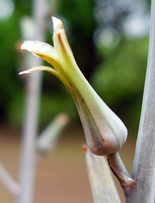 Haworthia 1996-16 (3).JPG