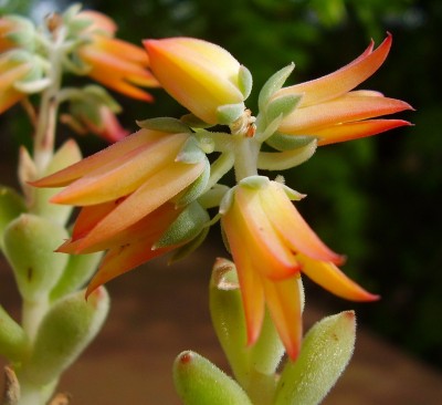 Echeveria ´Pulvi-Carn´ (2).JPG