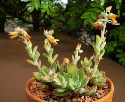 Echeveria ´Pulvi-Carn´ (3).JPG
