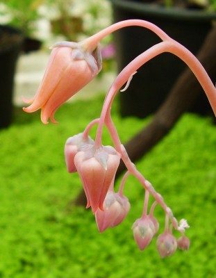 Echeveria lilacina (6).JPG